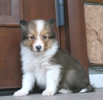 シェットランドシープドッグ【神奈川県・女の子・2017年5月11日・セーブル&ホワイト】の写真「ちっさい女の子です。マンションでの飼育に良いですよ」