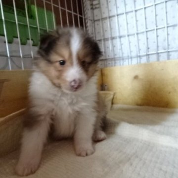 シェットランドシープドッグ【神奈川県・男の子・2023年3月1日・セーブル&ホワイト】の写真「白が多い奇麗な大人しい子」