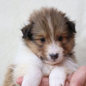 シェットランドシープドッグ【神奈川県・男の子・2018年1月21日・セーブル&ホワイト】の写真「食欲満点、現在も健康です」