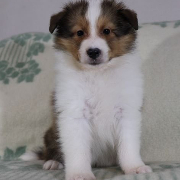 シェットランドシープドッグ【神奈川県・男の子・2022年6月3日・セーブル&ホワイト】の写真「お顔が奇麗な僕ちゃんです♪」