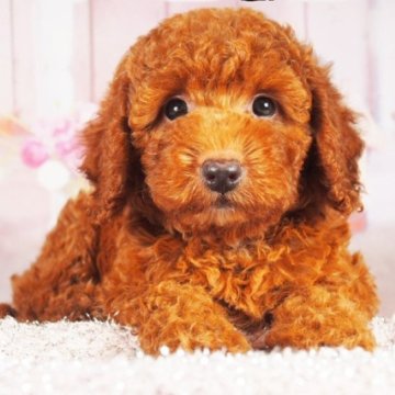 トイプードル(トイ)【茨城県・男の子・2025年6月2日・レッド】の写真「血統優秀、大人しくて愛嬌抜群♪」