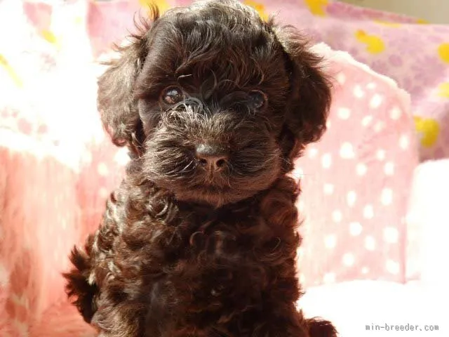 ピース 様のお迎えした子犬