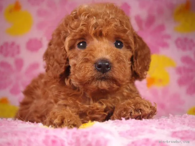 ID:1908-02481の子犬