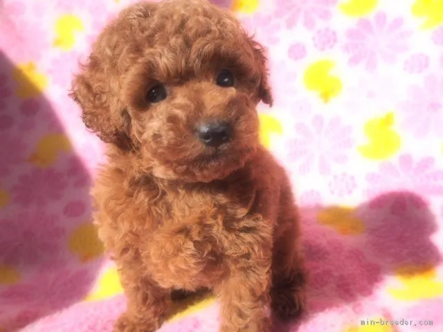 ゆうちゃん 様のお迎えした子犬