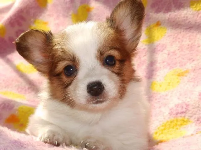 ID：1408-01078の子犬