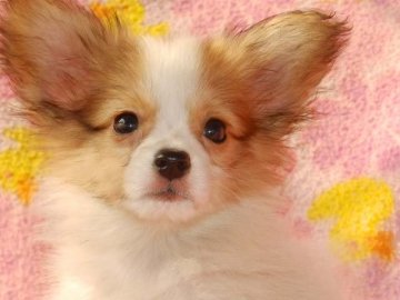 パピヨン【茨城県・男の子・2014年7月26日・ホワイトレッド(良血統の美男子です♪)】の写真「良血統でとても質のよい子です」