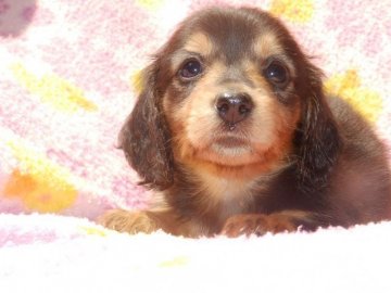 ミニチュアダックスフンド(ロング)【茨城県・女の子・2017年4月17日・ブラックタン】の写真「父親両親チャンピオン直子♪最高の犬質です」