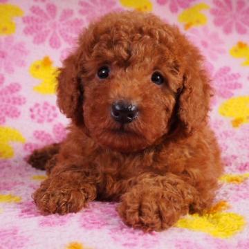トイプードル(タイニー)【茨城県・男の子・2022年5月5日・レッド】の写真「父親はカナダチャンピオン直子で血統優秀♪」