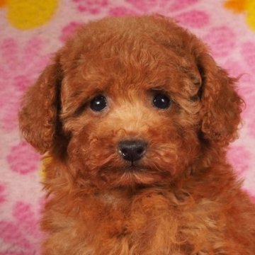 トイプードル(ティーカップ)【茨城県・女の子・2024年4月2日・レッド】の写真「父親はカナダチャンピオン直子のティーカップサイズ♪」