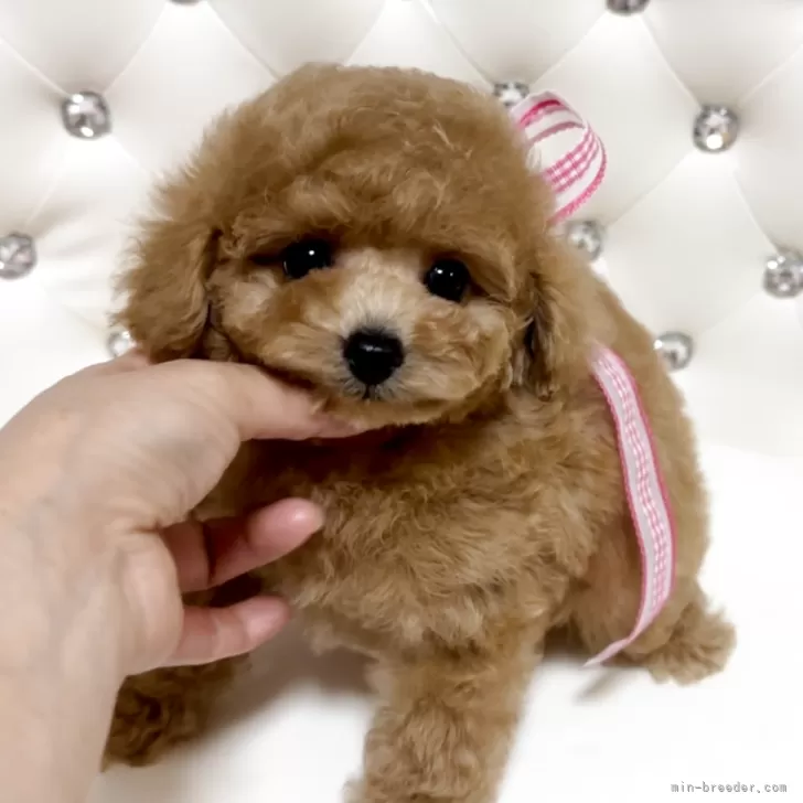 タイニープードル【徳島県・男の子・2025年9月17日・アプリコット】の写真1
