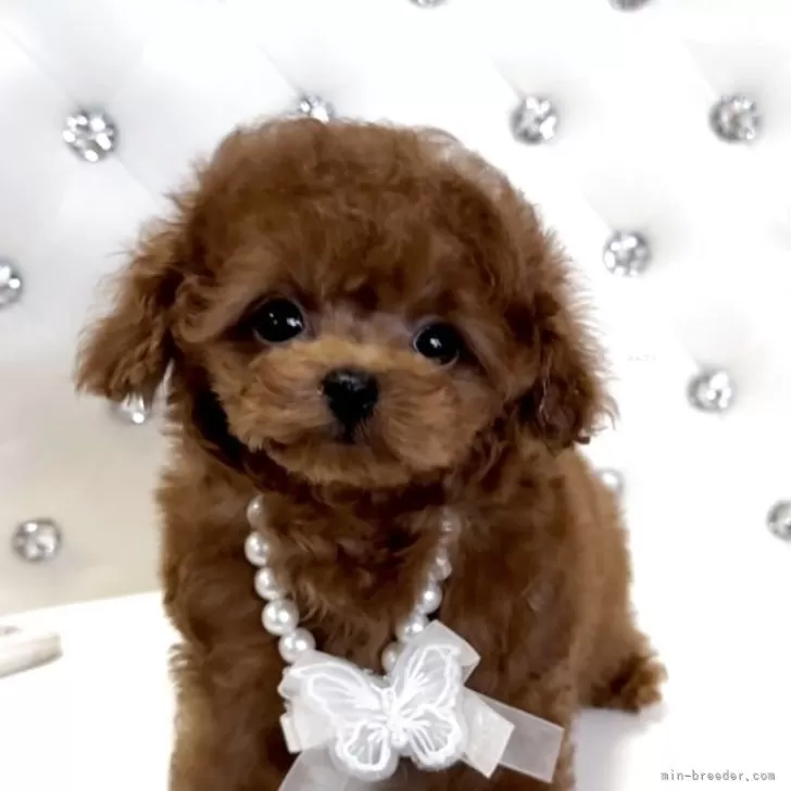 ティーカッププードル【徳島県・女の子・2025年8月15日・レッド】の写真1