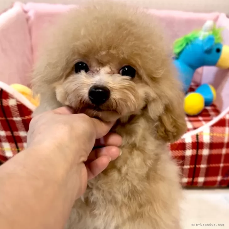 タイニープードル【徳島県・男の子・2024年9月6日・アプリコット】の写真1「少しお色が白っぽく撮れてます。」