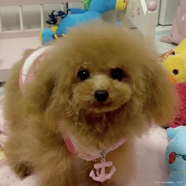 candy 様のお迎えした子犬