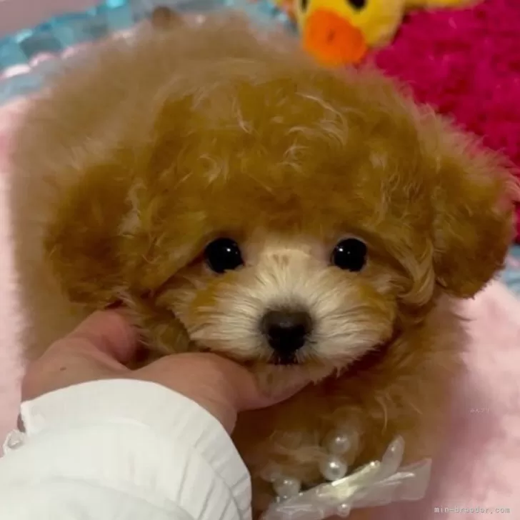 ID:2412-06004の子犬