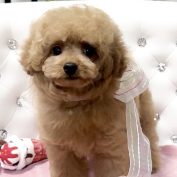 タイニープードル【徳島県・男の子・2025年3月4日・アプリコット】の写真「愛嬌のあるかわいいぼくちゃん💕」