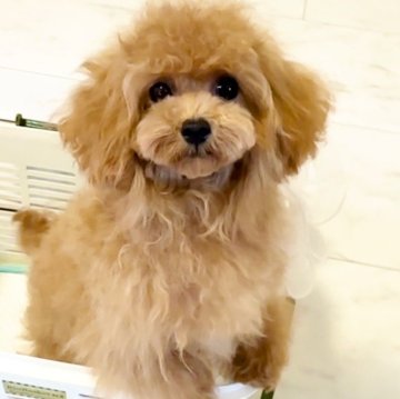 トイプードル(タイニー)【徳島県・女の子・2025年3月6日・アプリコット】の写真「小さめタイニー❤大きなお目めのかわいい女の子💕✨」