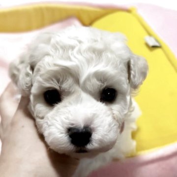 ビションフリーゼ【徳島県・男の子・2025年11月14日・ホワイト】の写真「とってもかわいい男の子❤️良血統❤️✨」