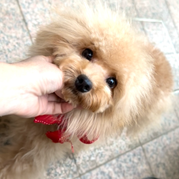 トイプードル(トイ)【徳島県・男の子・2025年3月4日・アプリコット】の写真「愛嬌のあるかわいいぼくちゃん💕」