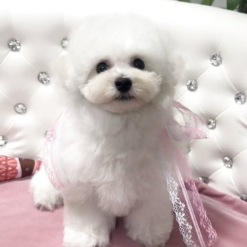 ビションフリーゼ【徳島県・女の子・2025年2月25日・ホワイト】の写真「穏やかなかわいい女の子💕」
