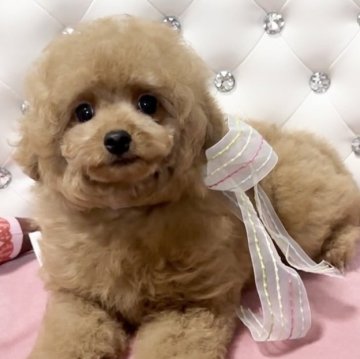 トイプードル(タイニー)【徳島県・男の子・2025年3月4日・アプリコット】の写真「愛嬌のあるかわいいぼくちゃん💕」