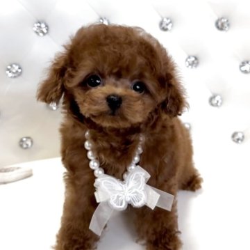 ティーカッププードル【徳島県・女の子・2025年8月15日・レッド】の写真「愛らしい小さなかわいい女の子♥️✨」