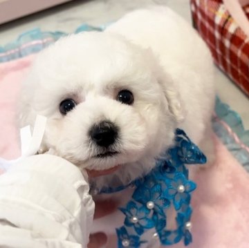 ビションフリーゼ【徳島県・男の子・2025年1月13日・ホワイト】の写真「くりくりお目めのかわいい男の子💕」