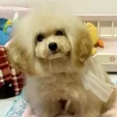 タイニープードル