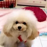 タイニープードル