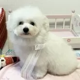 ビションフリーゼ