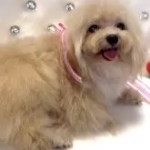 ティーカッププードル