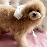 タイニープードル