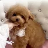 ティーカッププードル