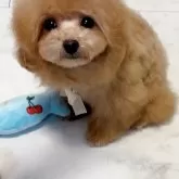 タイニープードル