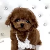 ティーカッププードル