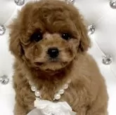 タイニープードル