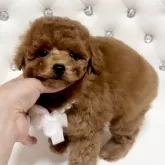 タイニープードル