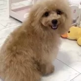 トイプードル(トイ)