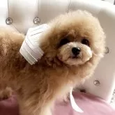 タイニープードル