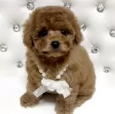 タイニープードル