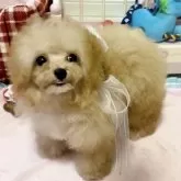 ティーカッププードル