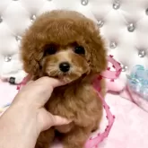 タイニープードル