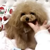 ティーカッププードル