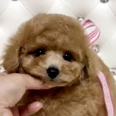 タイニープードル