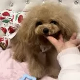 ティーカッププードル