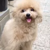 タイニープードル