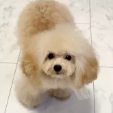 タイニープードル