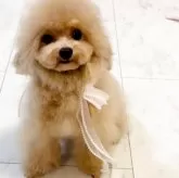 タイニープードル