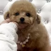 タイニープードル