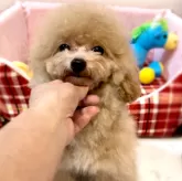 タイニープードル【徳島県・男の子・2024年9月6日・アプリコット】の写真2