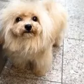 ティーカッププードル【徳島県・男の子・2025年1月31日・アプリコット】の写真5